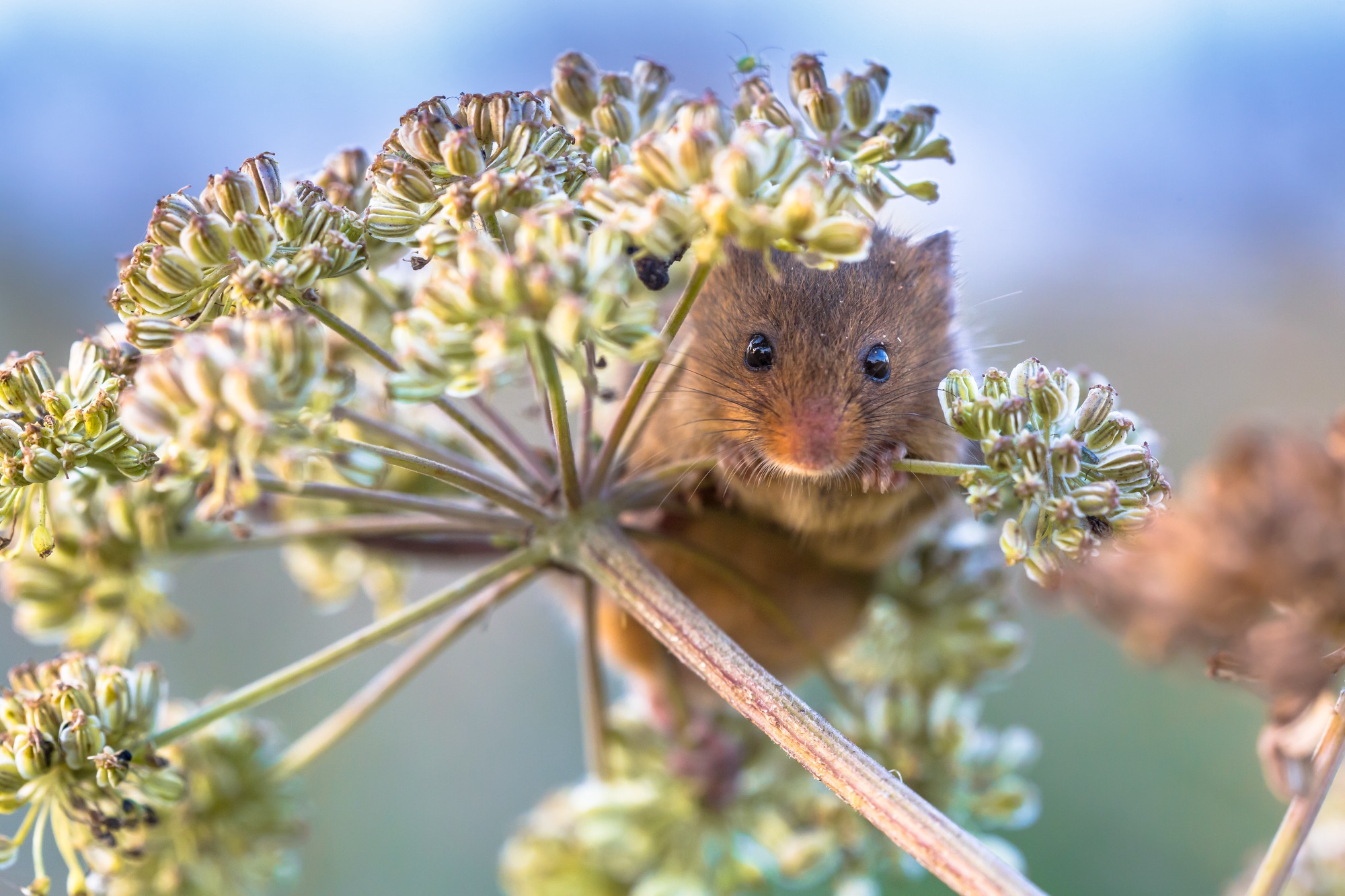 SS_Eurasian Harvest mouse (Micromys minutus) feeding on seeds of cow parsley (Anthriscus sylvestris) and looking in the camera
